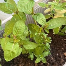 Photo of the plant species Lavender Mint by @WinClusia34 named Daphne on Greg, the plant care app