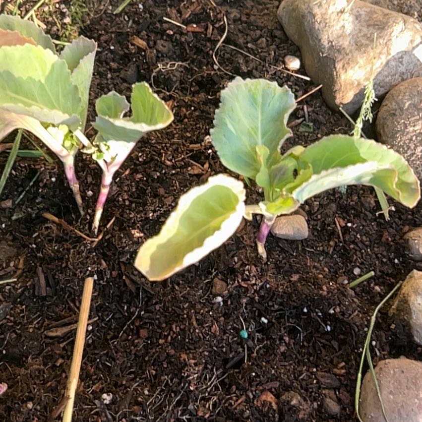 Photo of the plant species Cabbage by @WinClusia34 named Scarlett on Greg, the plant care app