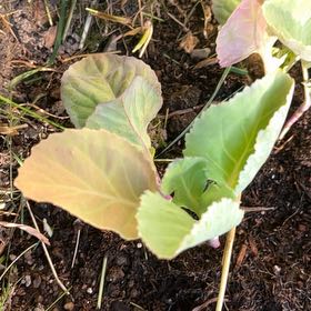 Photo of the plant species Cabbage by @WinClusia34 named Marilyn on Greg, the plant care app