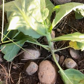 Photo of the plant species Cabbage by @WinClusia34 named Xena on Greg, the plant care app