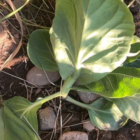 Photo of the plant species Cabbage by @WinClusia34 named Athena on Greg, the plant care app