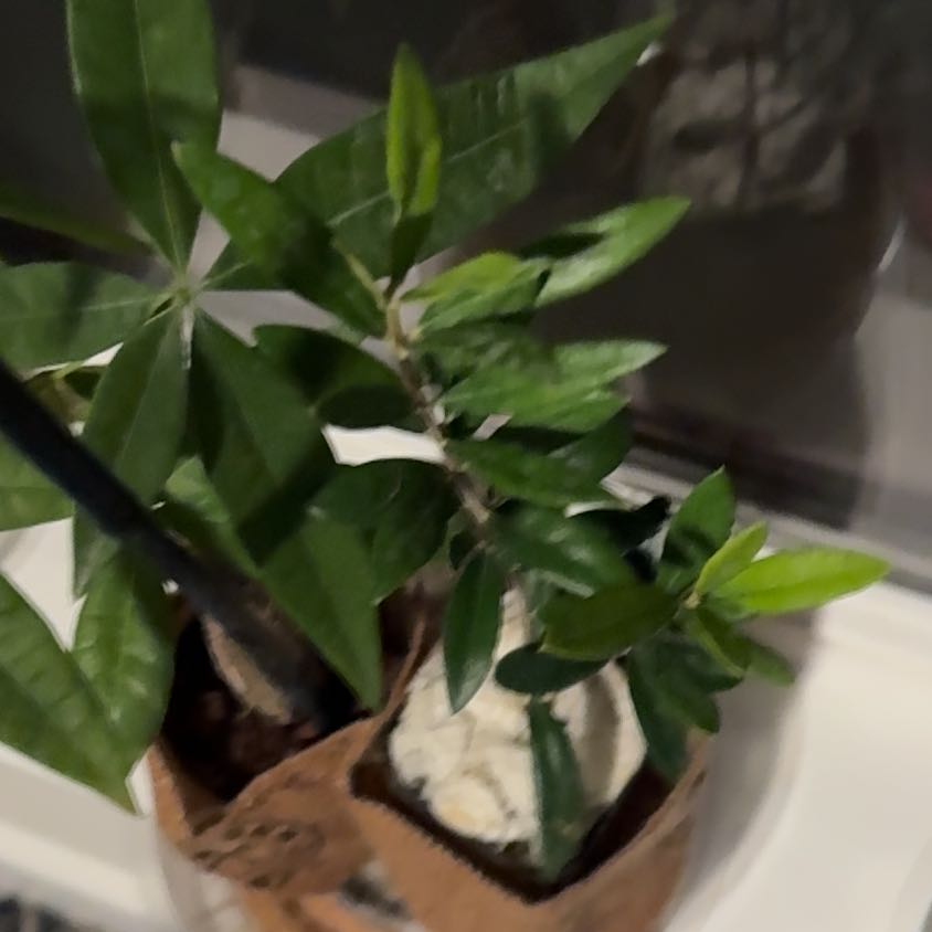 Photo of the plant species Little Ollie Dwarf Olive by @DivineRedrose77 named Marilyn on Greg, the plant care app