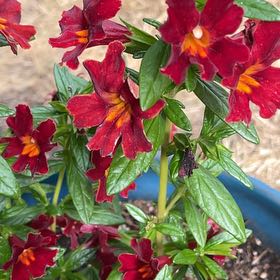 Photo of the plant species Lompoc Mesa Bush Monkeyflower by @ImmortalNeslia named Gobi on Greg, the plant care app