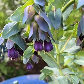 Photo of the plant species Great Honeywort by @ImmortalNeslia named Harmony on Greg, the plant care app