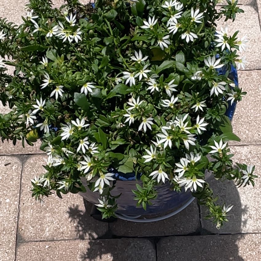 Photo of the plant species Star of Bethlehem by @LikableFlax7 named Zeus on Greg, the plant care app