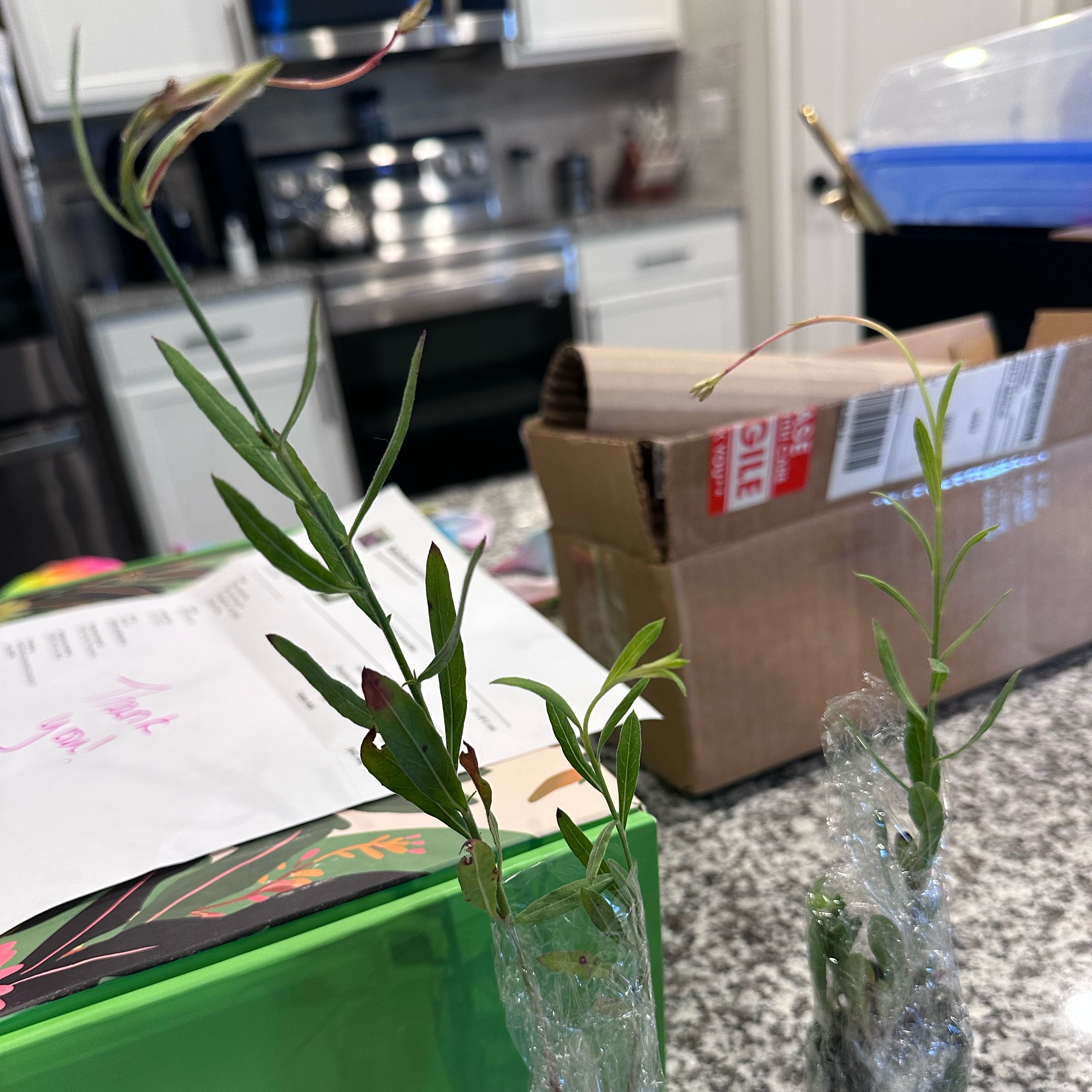 Plant care for Ballerina White Gaura on Greg, the plant care app