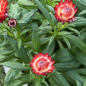 Photo of the plant species Strawflower by @SnappyRhubarb98 named Gobi on Greg, the plant care app