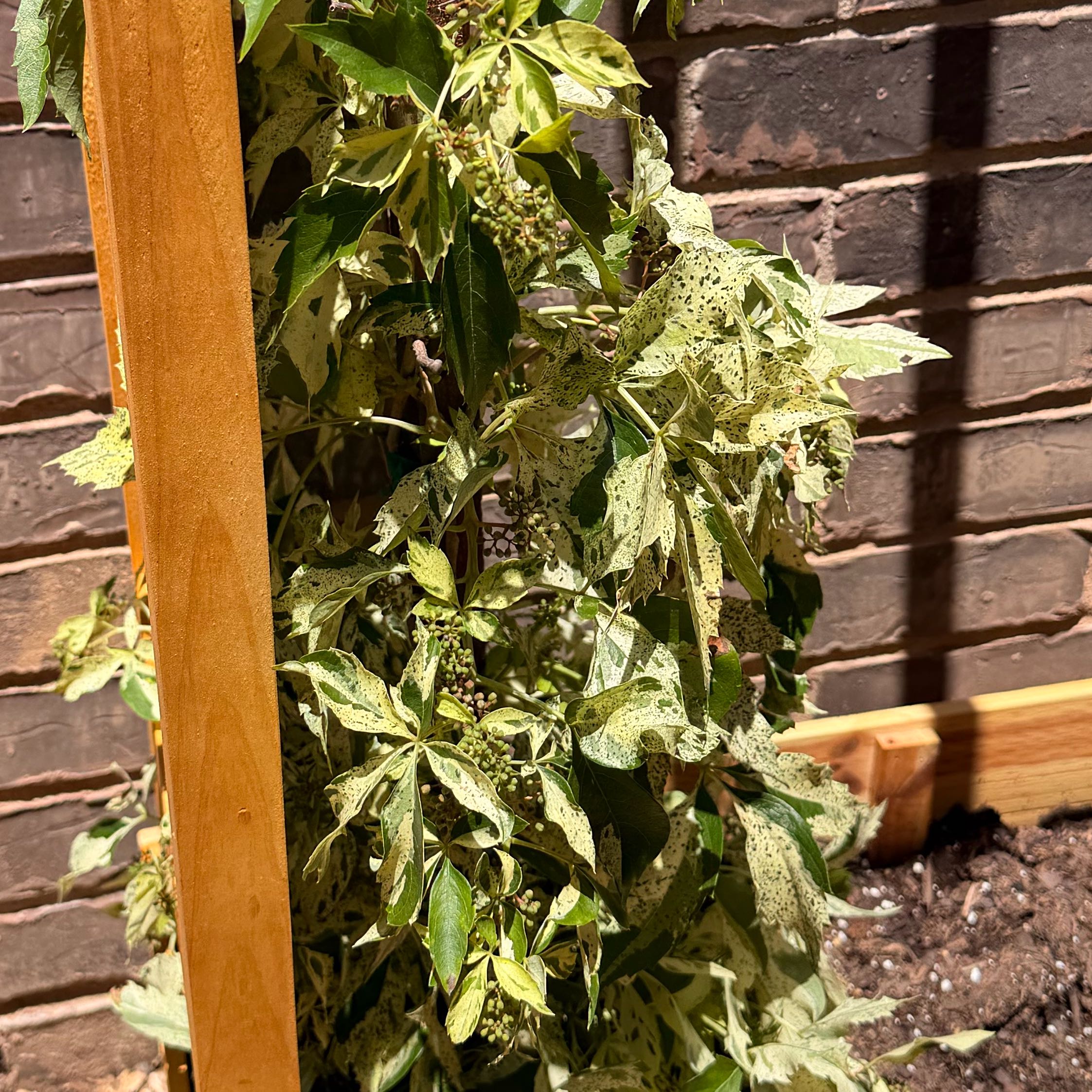 Photo of the plant species Virginia Creeper 'Star Showers' by @SnappyRhubarb98 named Anne on Greg, the plant care app