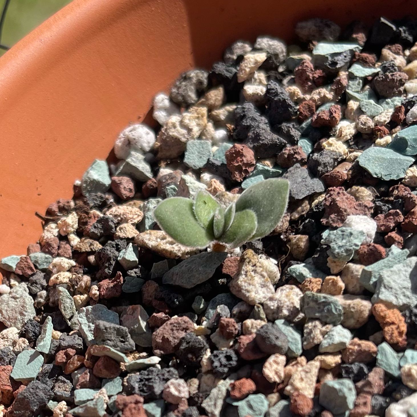 Photo of the plant species Crassula cotyledonis by @YesBoxholly61 named Sass-a-Crass on Greg, the plant care app