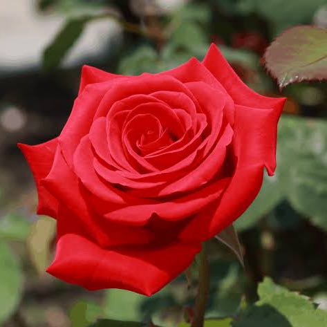 Photo of the plant species Hybrid Tea Rose by @OodlesRoselle8 named Messi on Greg, the plant care app