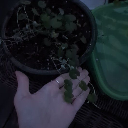 Photo of the plant species Emerald Falls Dichondra by @ColossalLemon70 named Lola on Greg, the plant care app