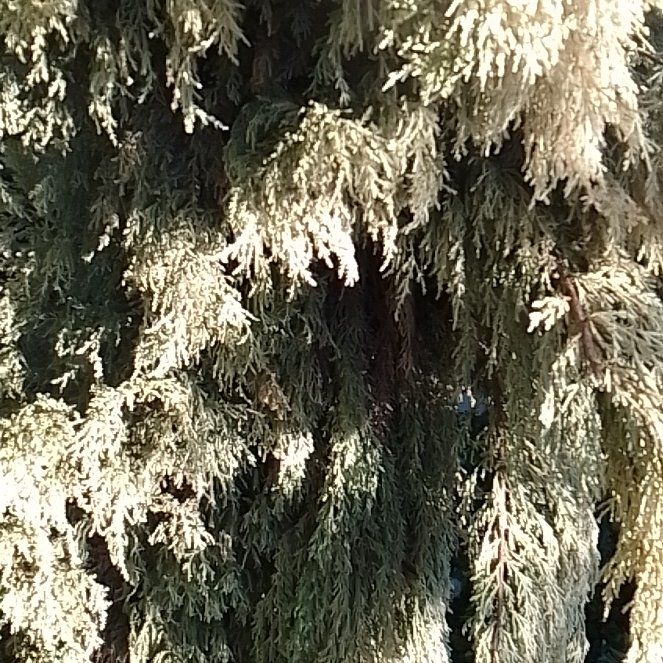 Photo of the plant species Leathery Polypody by @ElegantCactus7 named Mollie on Greg, the plant care app