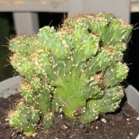 Photo of the plant species Peruvian Apple Cactus Monstrose by @LtCmdrData named Kobe on Greg, the plant care app
