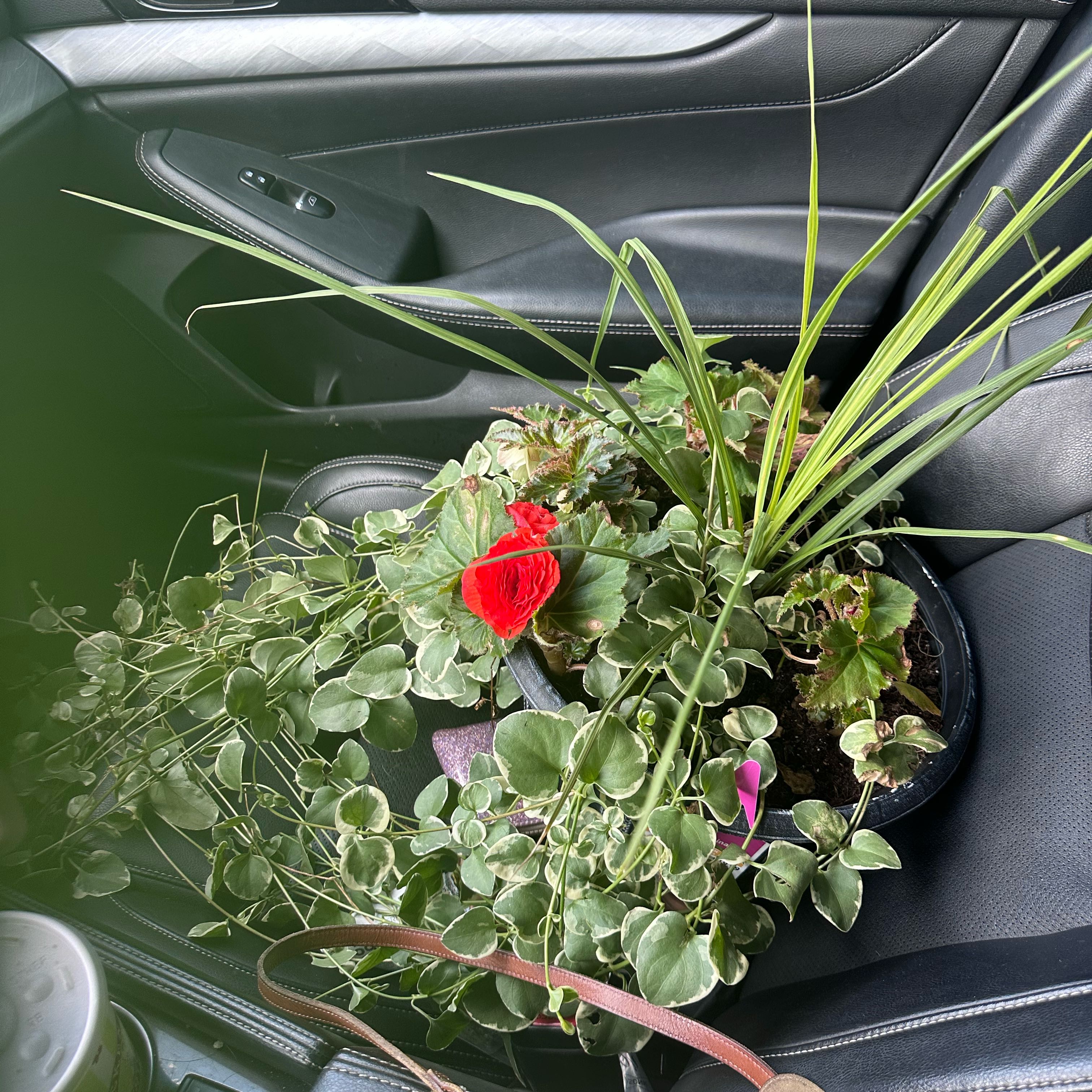 Photo of the plant species vinca vine by @EnormousSedum named Fernie Saunders on Greg, the plant care app