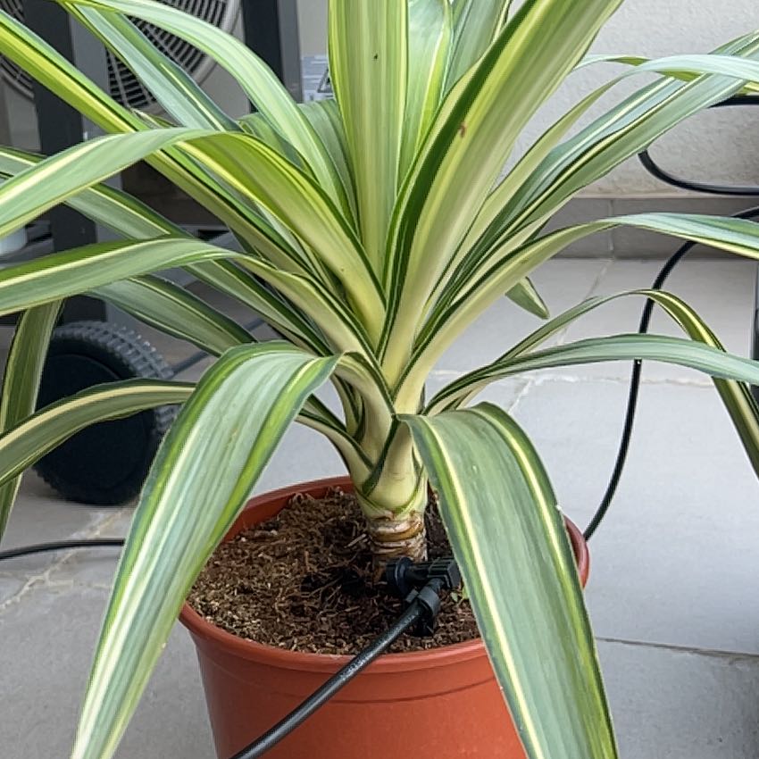 Photo of the plant species Spineless yucca by @TryJade49 named Harmony on Greg, the plant care app