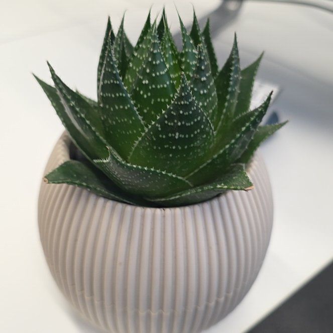Photo of the plant species Gasteraloe 'Cosmo' by @WinTitoki88 named Apollo on Greg, the plant care app