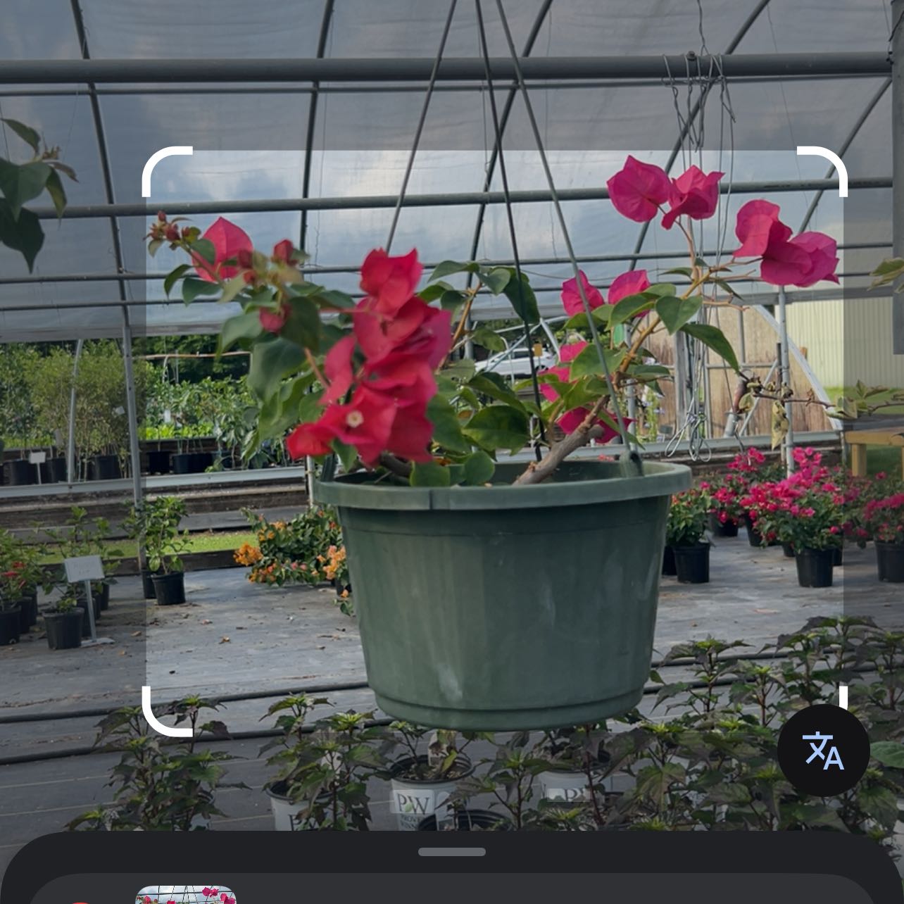 Photo of the plant species Bougainvillea Tree by @UberAnthemis56 named Homer on Greg, the plant care app
