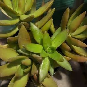 Photo of the plant species Coppertone Variegated Sedum by @BigSubclover52 named Stella on Greg, the plant care app