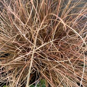 Photo of the plant species Silver Tussock by @RadGalega88 named Darwin on Greg, the plant care app