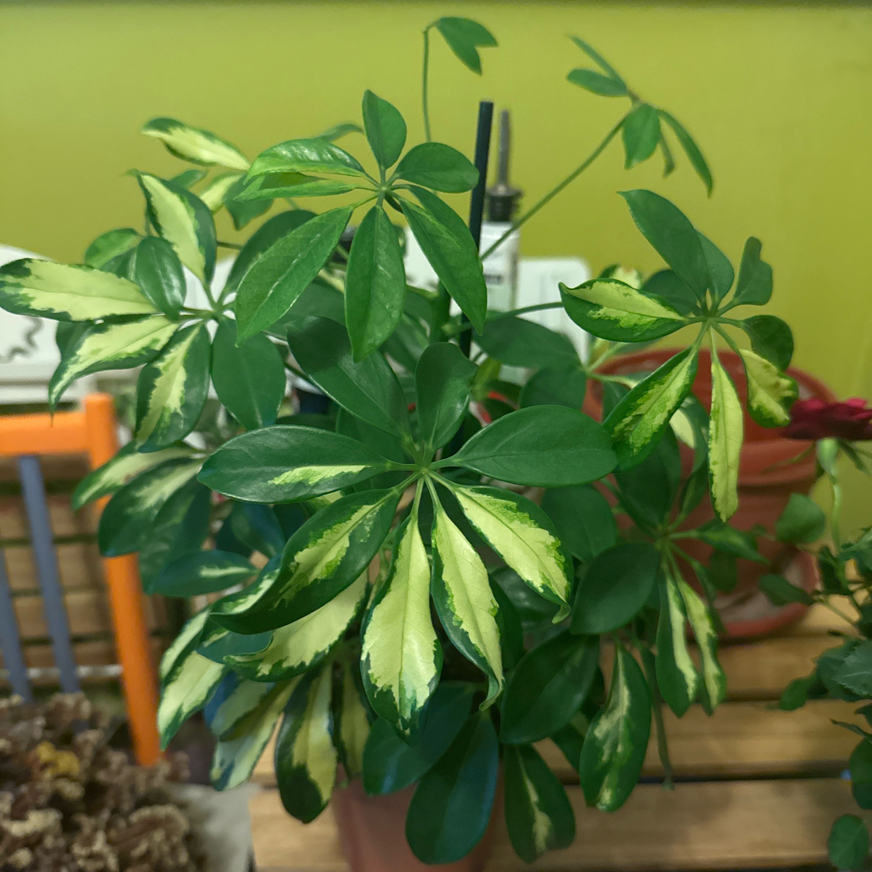 Photo of the plant species Moondrop Umbrella Plant by @BuffFicus60 named Kardashian on Greg, the plant care app