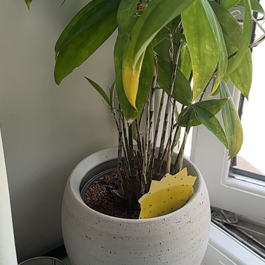 Photo of the plant species Dwarf Buddha Belly Bamboo by @SplendidMira35 named Rainier on Greg, the plant care app