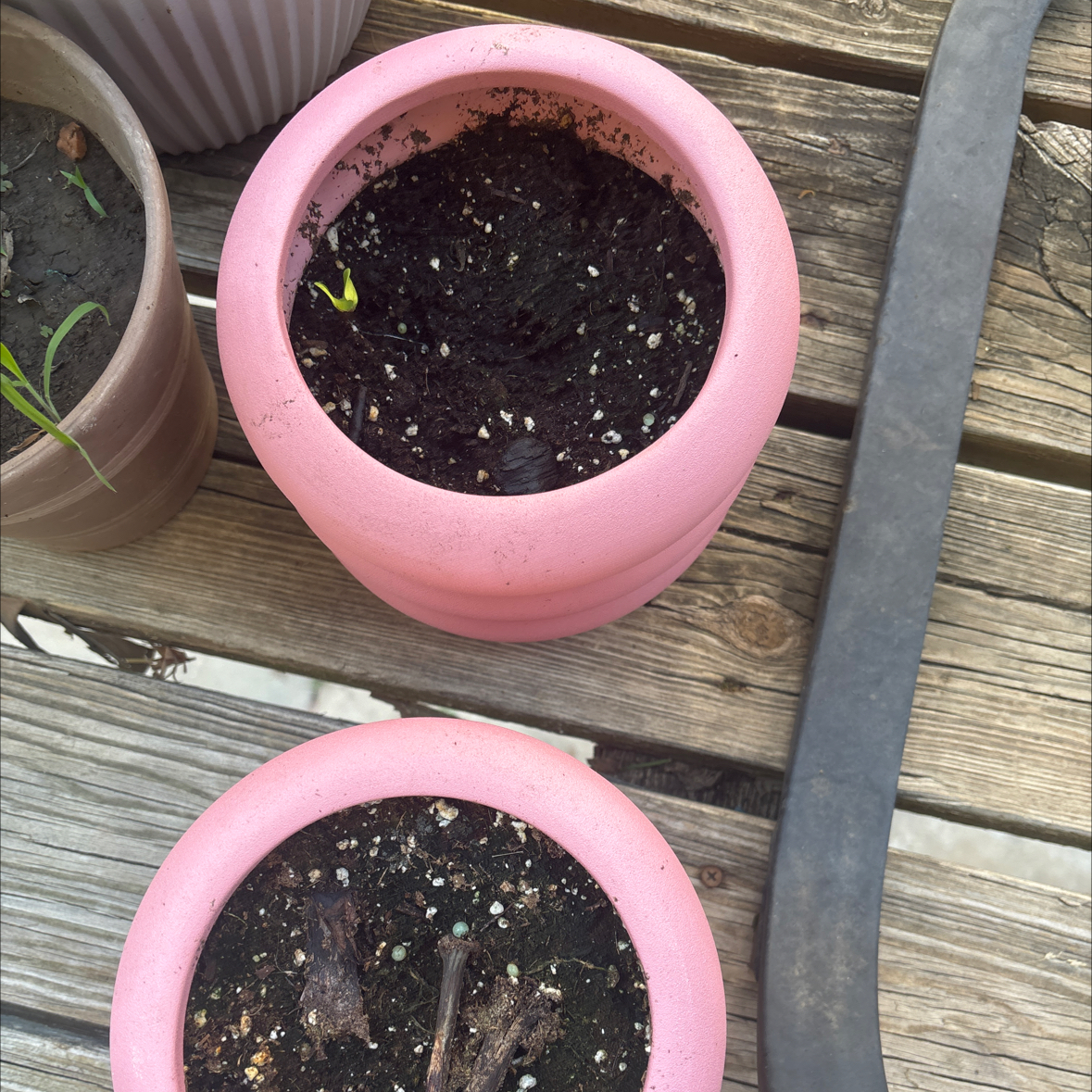 Photo of the plant species Oriental Lily 'Table Dance' by @GemMiro94 named Lilly on Greg, the plant care app