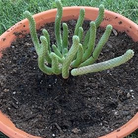 Photo of the plant species Cane Cactus by @KnightlyBlueech named Winston on Greg, the plant care app