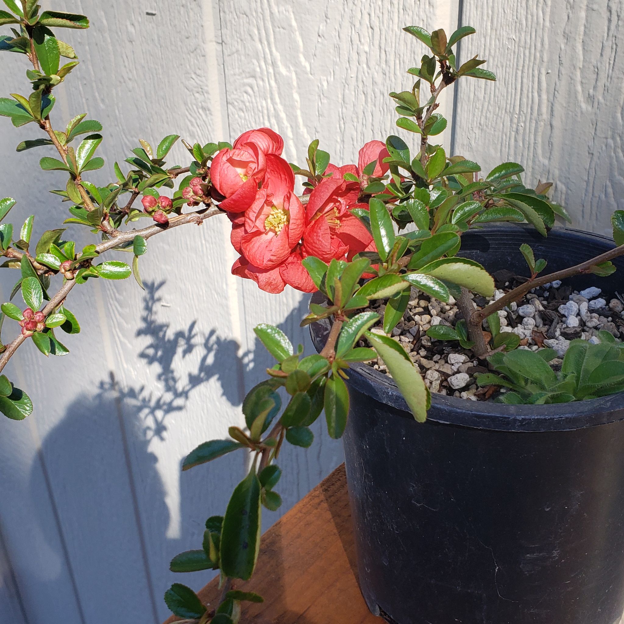 Photo of the plant species Fivespot by @TangibleComet named Bruce Lee on Greg, the plant care app