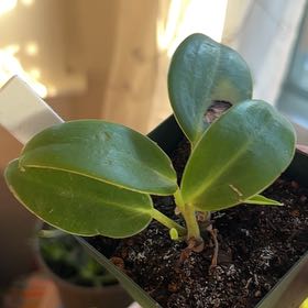 Photo of the plant species Peperomia elongata by @UniqueRedginger named Fernie Mac on Greg, the plant care app