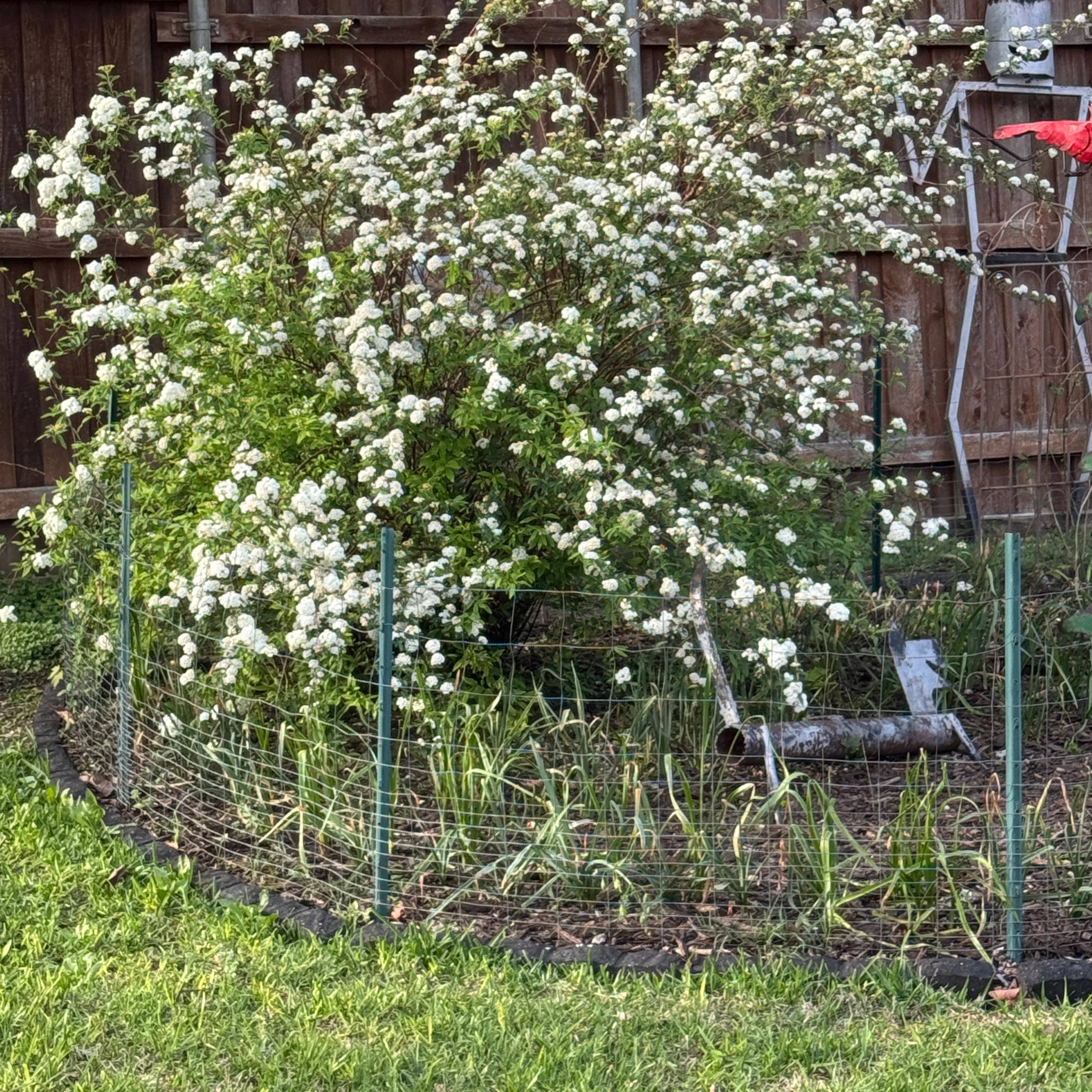 Photo of the plant species Mexican Plum by @IdealWharangi54 named Messi on Greg, the plant care app