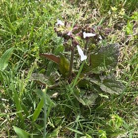 Photo of the plant species Lyre-Leaf Sage by @PluckyCatnip94 named Gaga on Greg, the plant care app