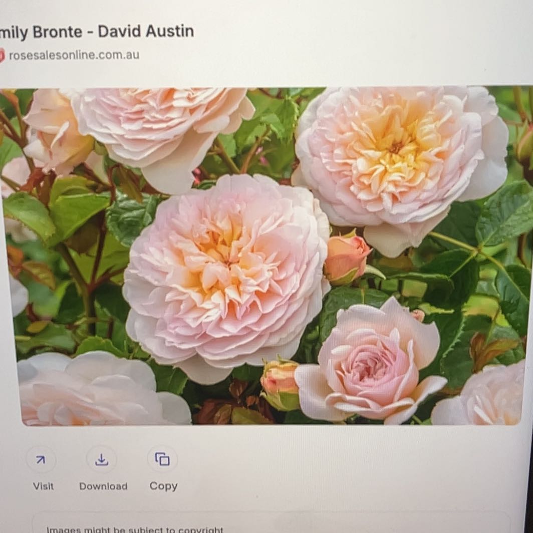 Photo of the plant species Emily Bronte Rose by @LaudableIvy98 named Leaf Erickson on Greg, the plant care app