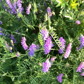 Photo of the plant species Tufted Vetch by @LaudableIvy98 named Bodhi on Greg, the plant care app
