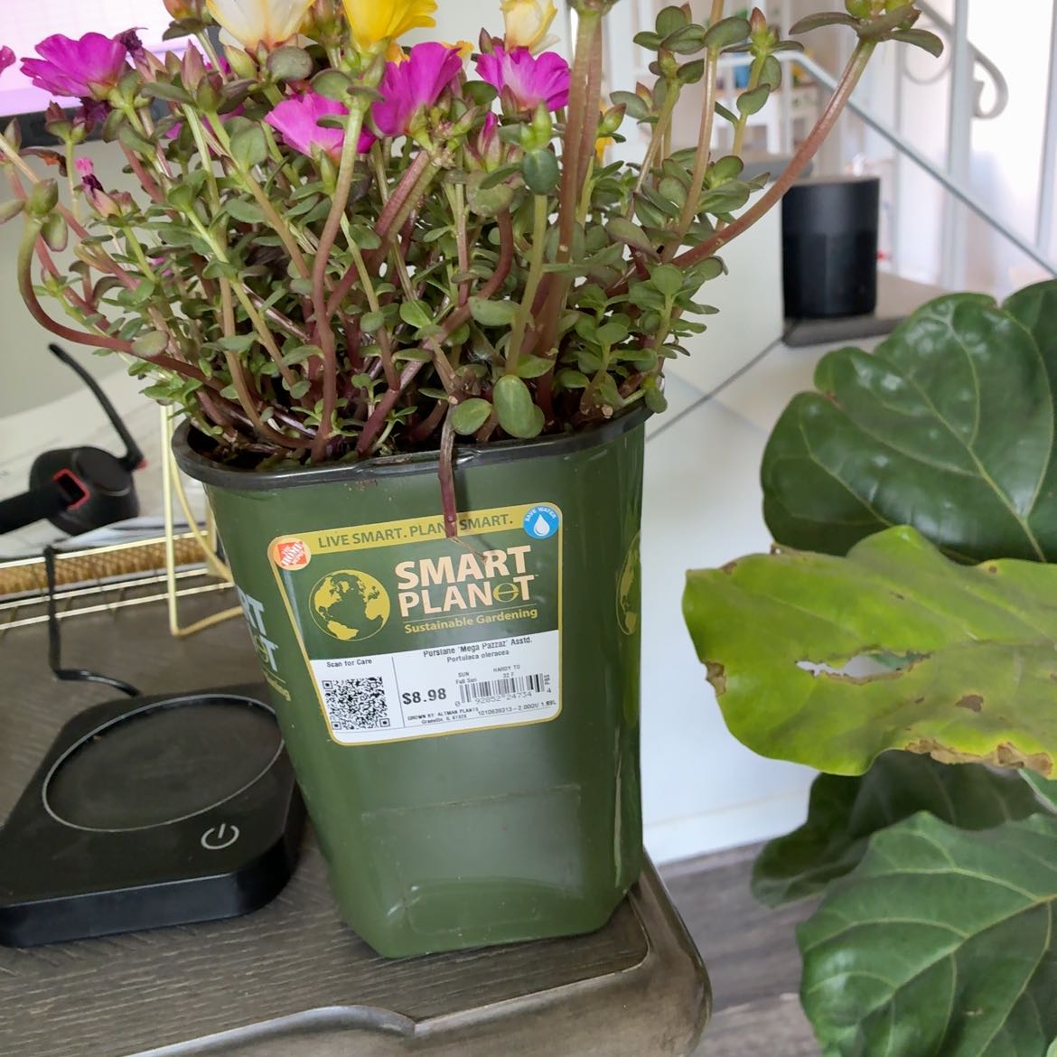 Photo of the plant species Porlulance Oleracea by @StarPapaya named Gates on Greg, the plant care app