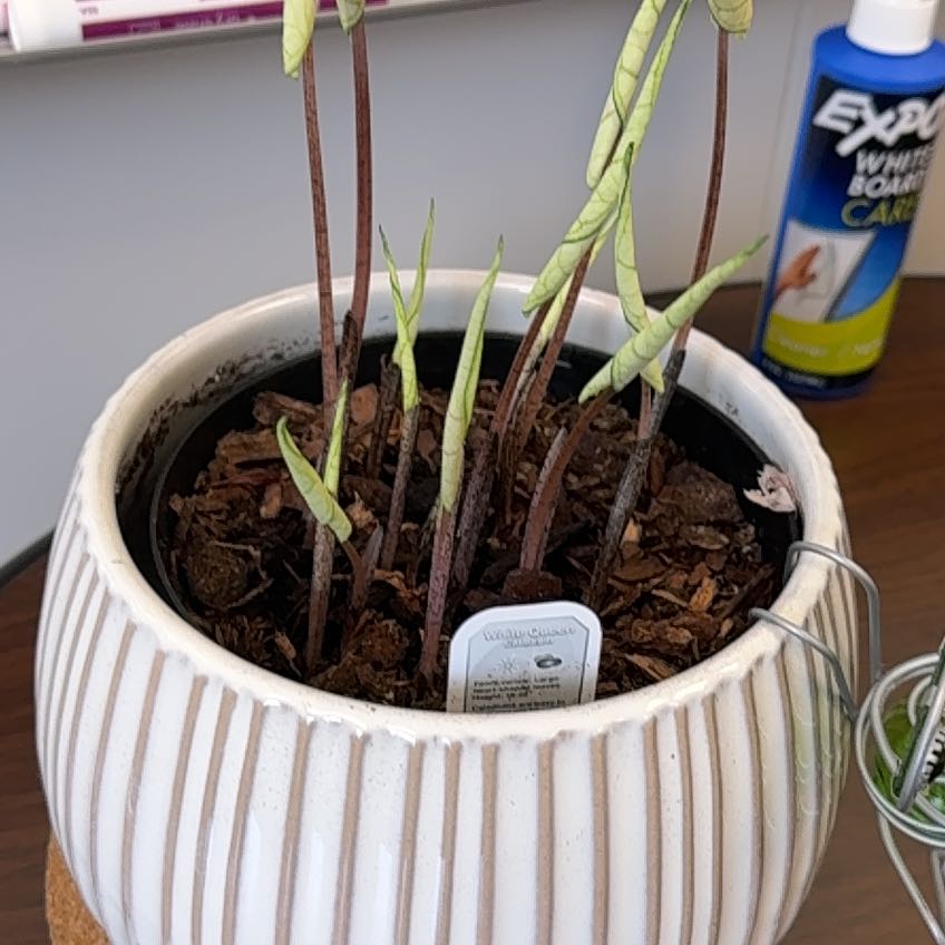 Photo of the plant species Caladium White Queen by @LaidbackKanna82 named Marilyn on Greg, the plant care app