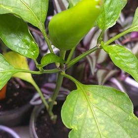 Photo of the plant species Hot Banana Pepper by @SleekCapemay71 named Hemingway on Greg, the plant care app
