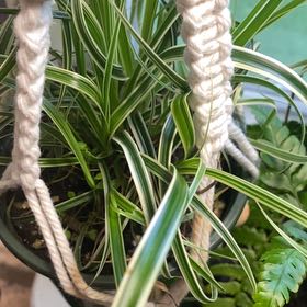 Photo of the plant species Carex Feather Falls by @SleekCapemay71 named Madonna on Greg, the plant care app