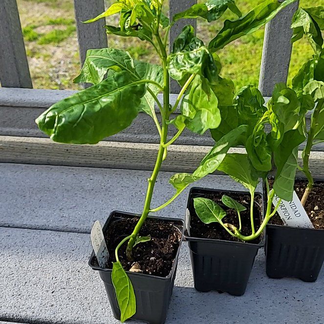 Photo of the plant species Trinidad Moruga Scorpion by @HighestCentro73 named Scorpion on Greg, the plant care app