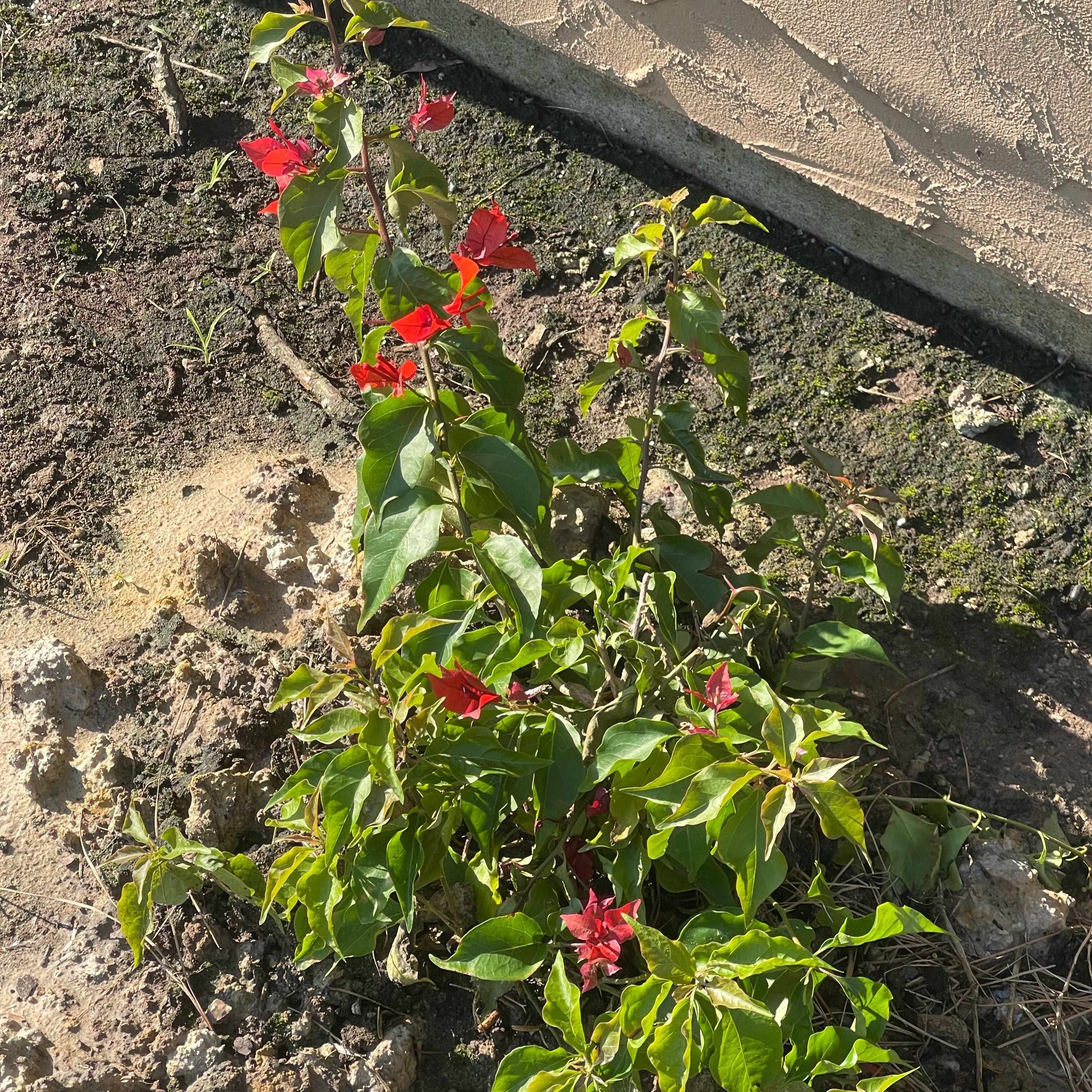 Photo of the plant species Bougainvillea by @VastDecodon17 named Curie on Greg, the plant care app