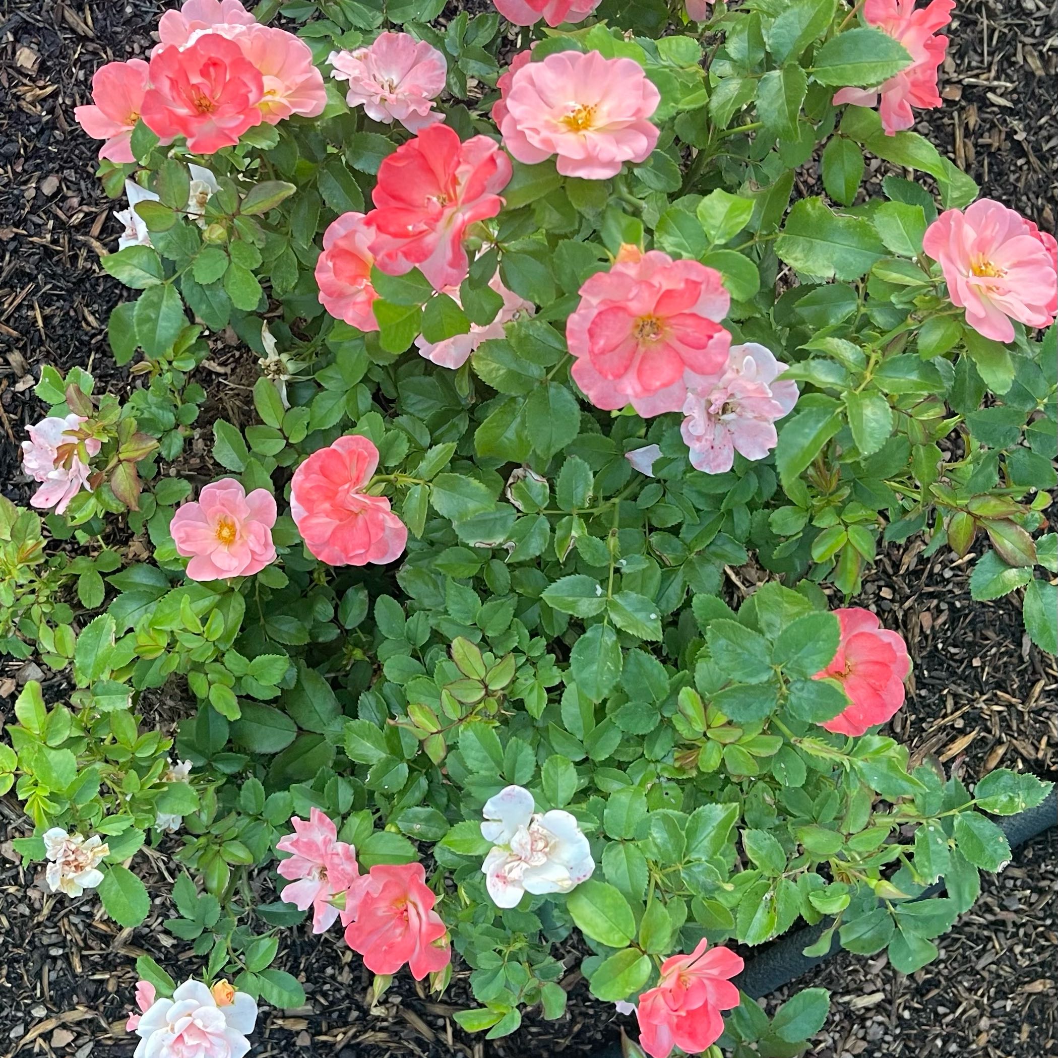Photo of the plant species Apricot Drift Rose by @VastDecodon17 named Plato on Greg, the plant care app