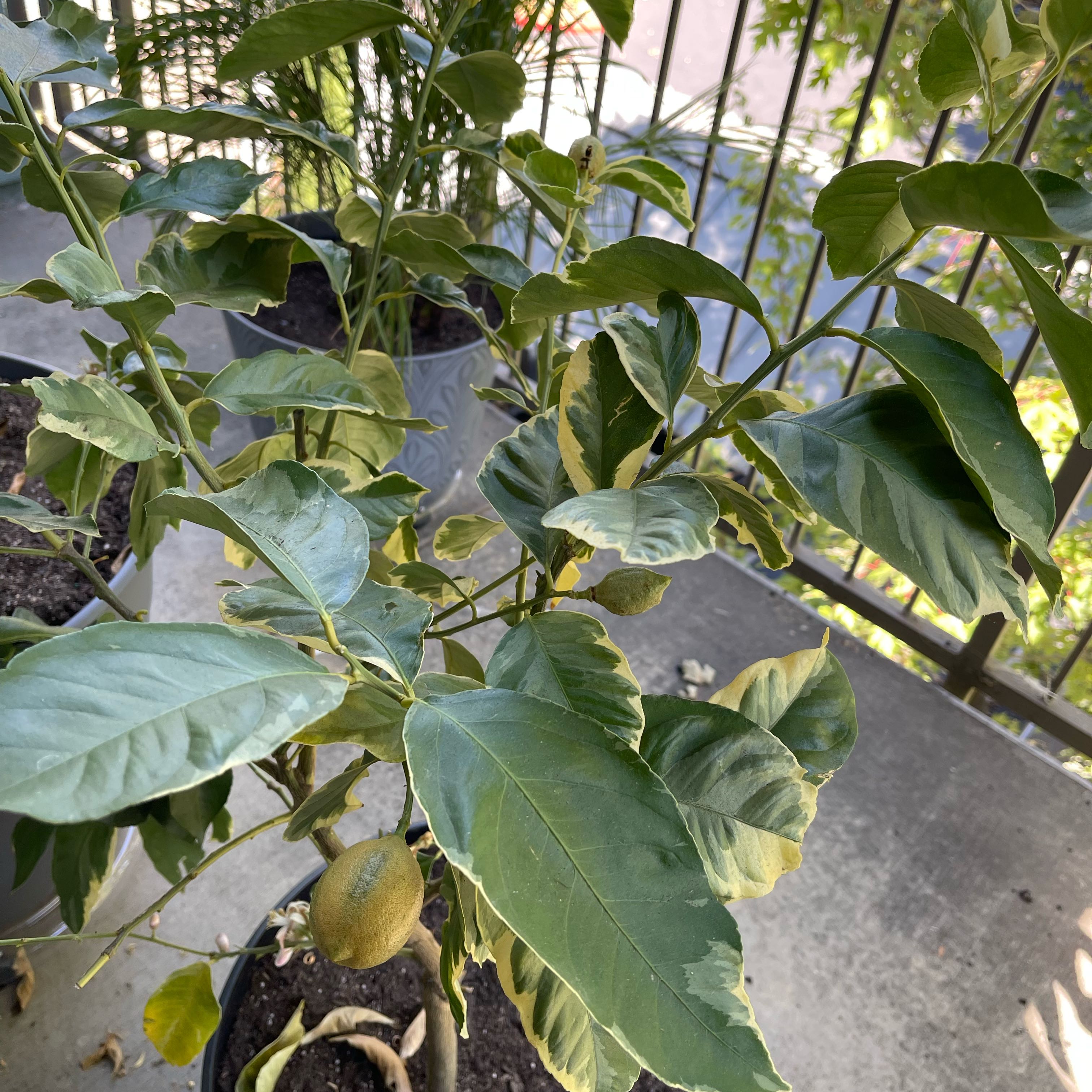 Photo of the plant species Variegated Lemon by @TidyRedfir89 named Gaga on Greg, the plant care app