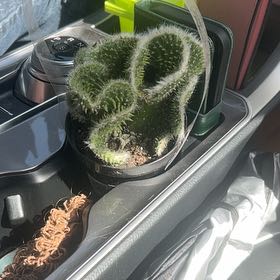 Photo of the plant species Snow Ridge by @FoxyLippia28 named Curly on Greg, the plant care app