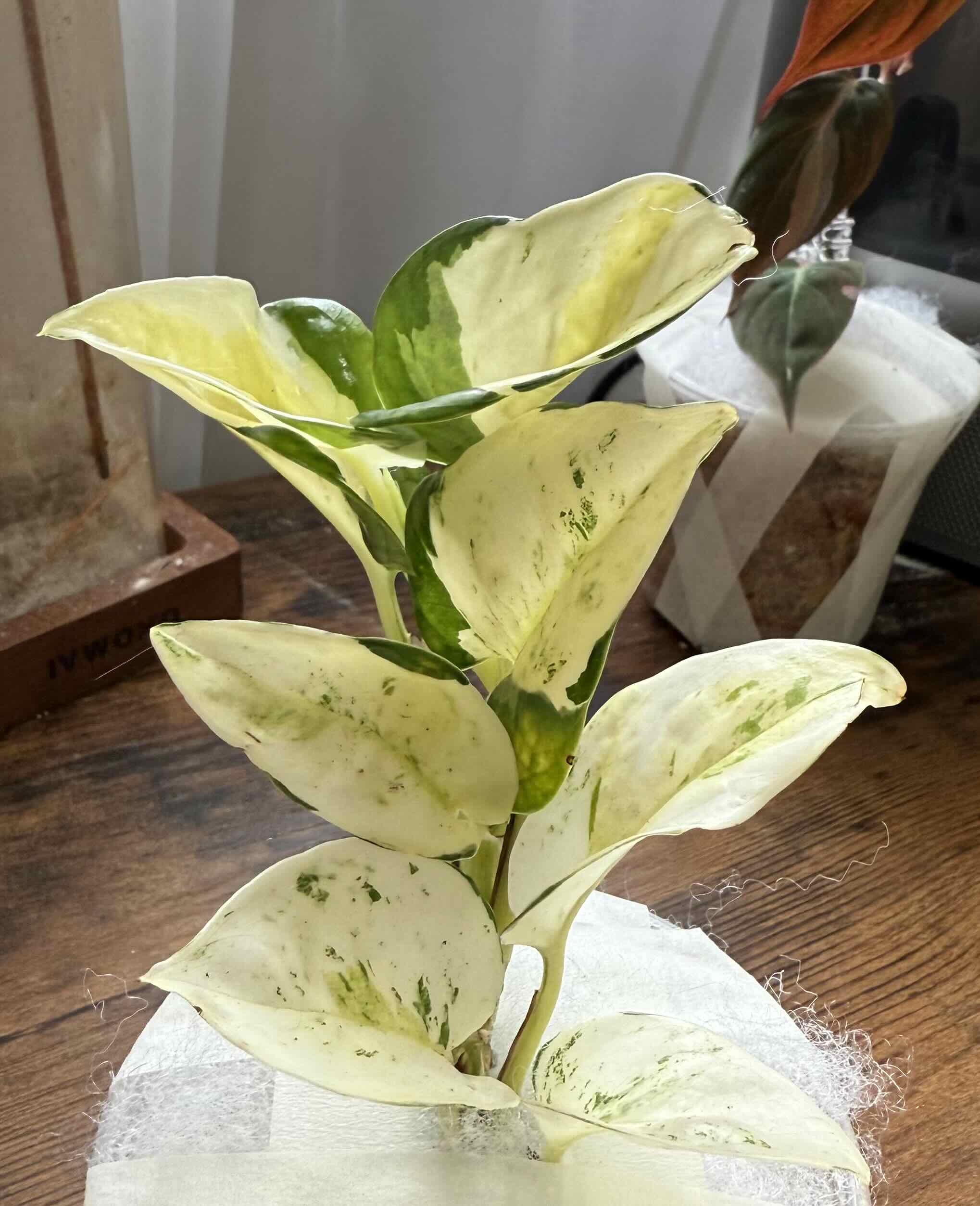 Photo of the plant species Japanese Global Pothos by @Freedom named Kesha on Greg, the plant care app