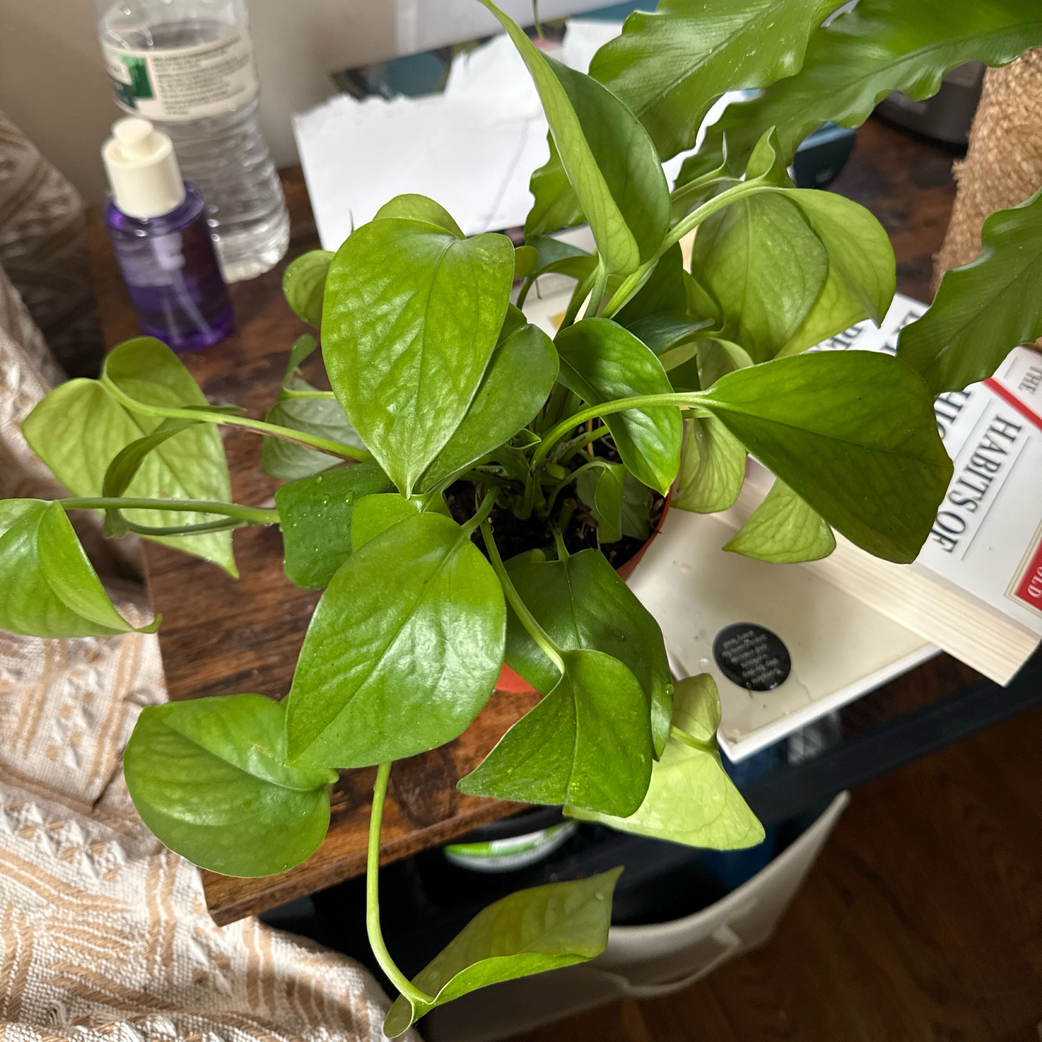 Photo of the plant species Pothos 'Green Queen' by @Freedom named Gaga on Greg, the plant care app