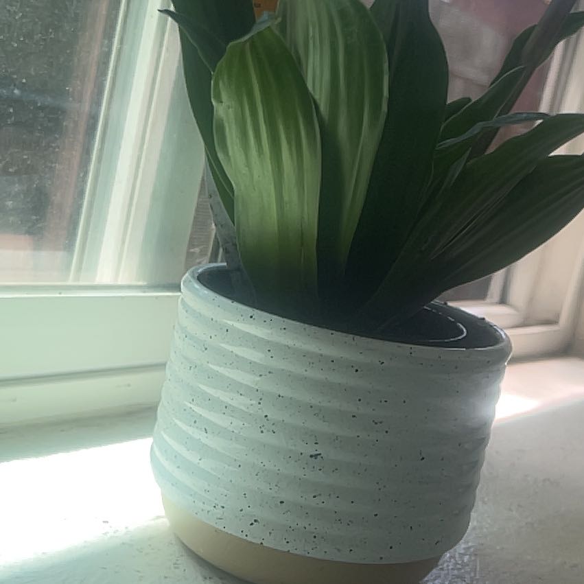 Photo of the plant species Janet Craig Plant by @FunCacto63 named Xena on Greg, the plant care app