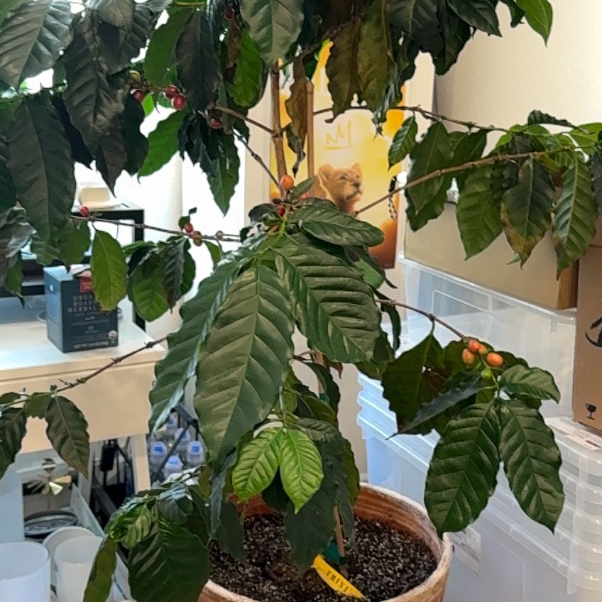 Spike Leaves