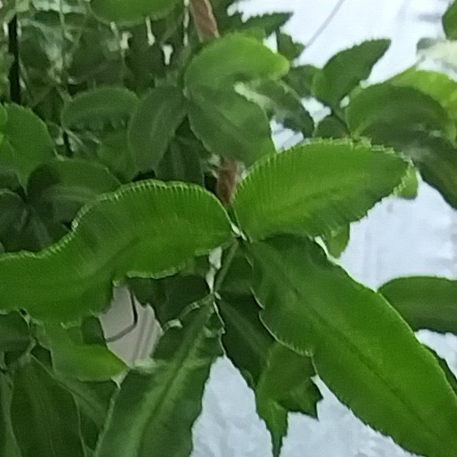 Photo of the plant species Cretan Brake Fern by @ForgivingRimu79 named Doja Cat on Greg, the plant care app