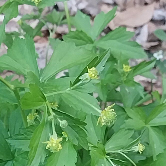 Photo of the plant species Leaf Celery by @ForgivingRimu79 named Surya on Greg, the plant care app