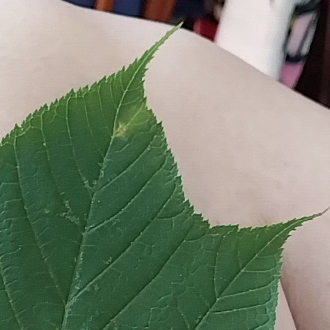 Photo of the plant species Striped Maple by @ForgivingRimu79 named Naomi on Greg, the plant care app