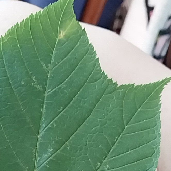 Photo of the plant species Striped Maple by @ForgivingRimu79 named Hamilton on Greg, the plant care app